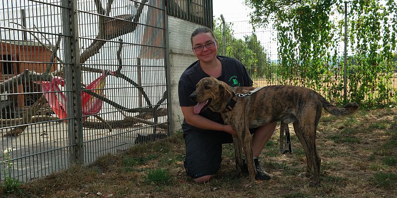 Sommerfest im Tierheim Holzminden - Spaß für Groß und Klein