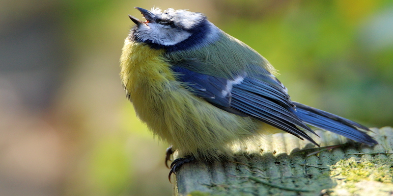 Stunde der Gartenvögel: Rotkehlchen in den Top Ten