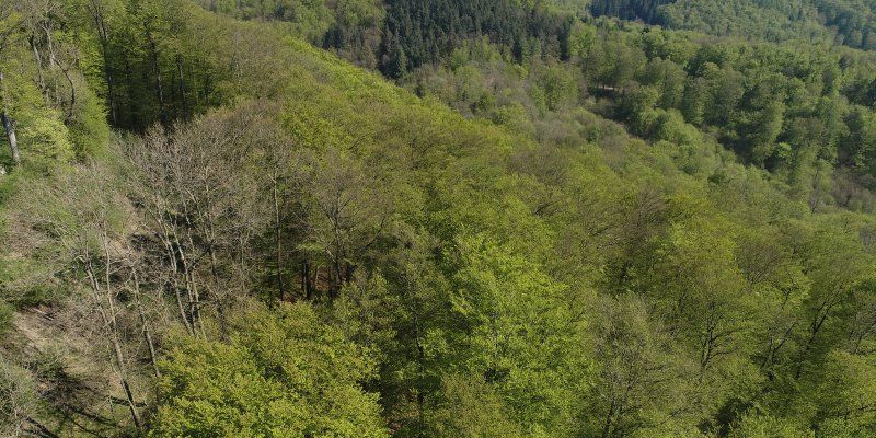 NABU: Amphibienschutzmaßnahme „LIFE BOVAR“ in Stadtoldendorf beginnt