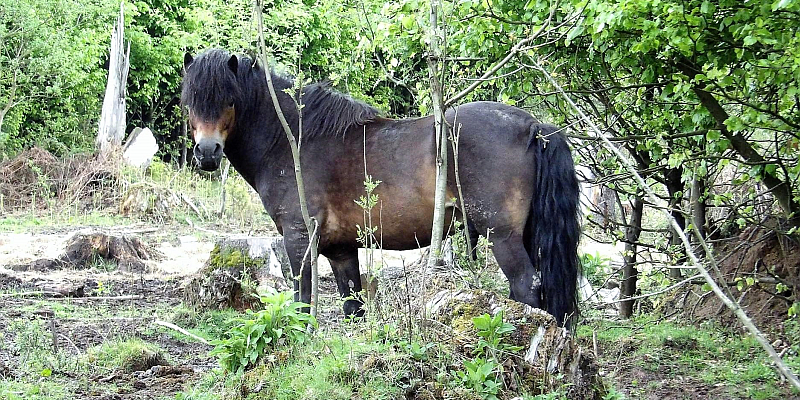 Wilde Pferde und Ur(ige) Rinder