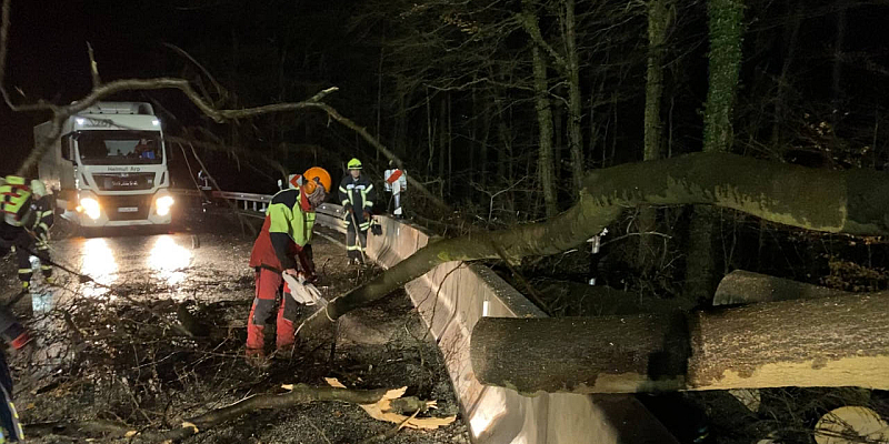 Massive Buche stürzt auf die B240/Ith - Diverse Einsätze im Bereich Eschershausen