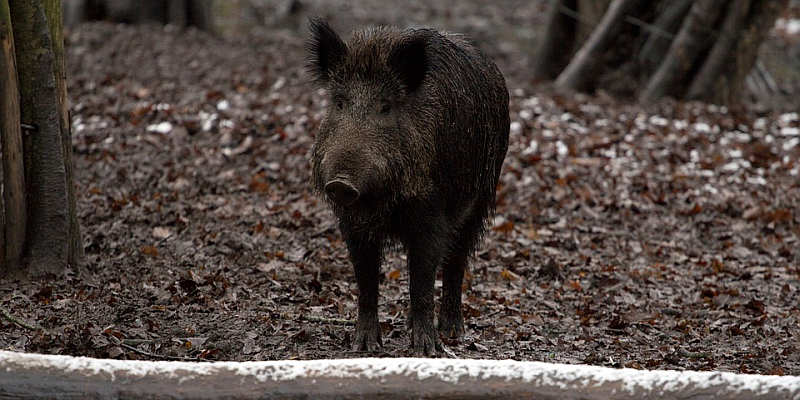 Afrikanische Schweinepest rückt näher 