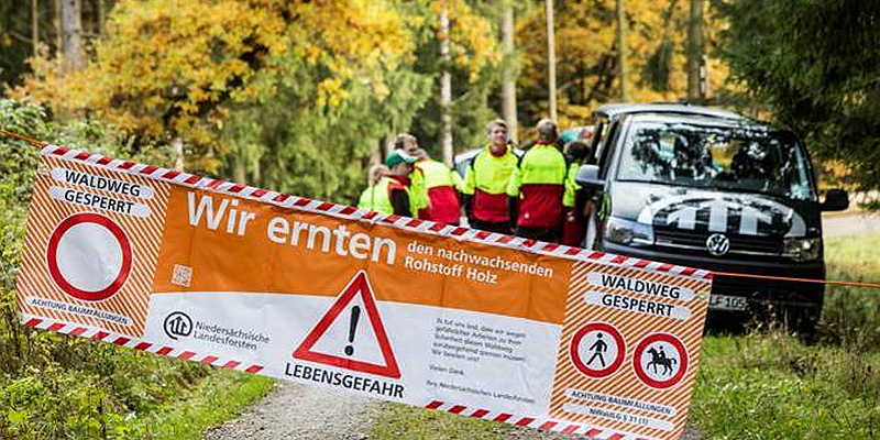 Beim Waldbesuch lauert die Gefahr im Kronendach