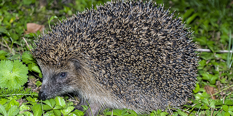 NABU-Tipps zum Igel: Nächtliche Schneckenjagd im Garten - Kleine Igel nicht unbedacht ins Haus holen