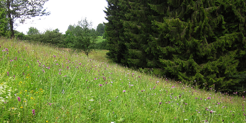 „Ithwiesen“ als Naturschutzgebiet ausgewiesen 