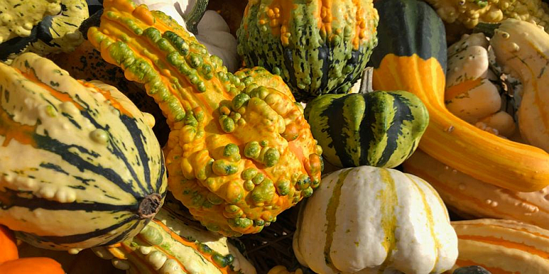 Zwischen Leckereien, Schmuckstücken und Kürbissen - 11. Uslarer Herbstzauber in der Solling-Vogler-Region im Weserbergland