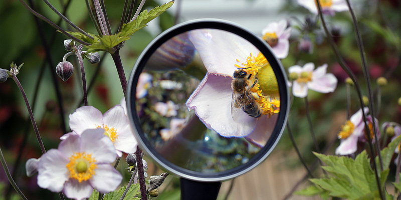 NABU-Insektensommer: Steinhummel und Ackerhummel am häufigsten beobachtet