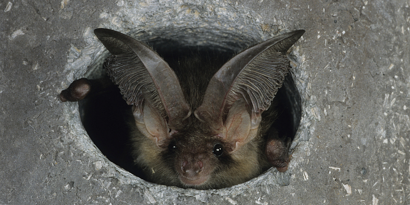 23. Internationalen Batnight: NABU Holzminden bietet heute Abendspaziergang in Grave an
