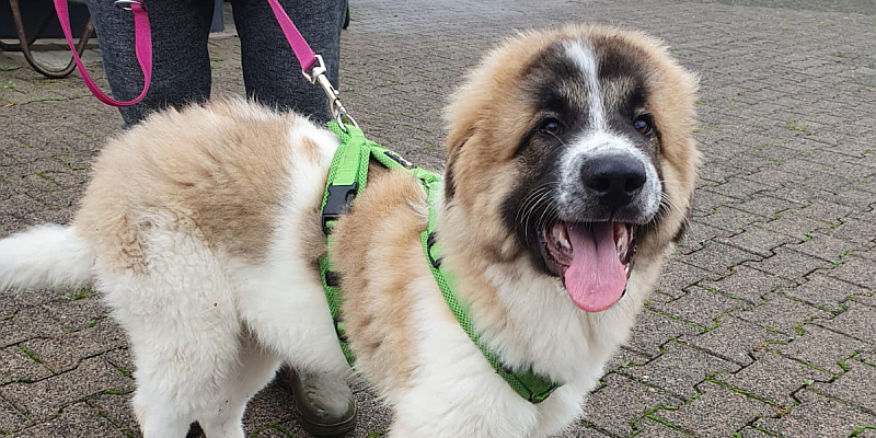 Grünenplan/Alfeld: Polizei findet Hund - Wer kennt diesen Rüden? 