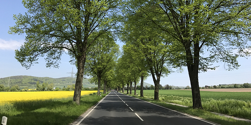 Trau Dich raus und male - Malworkshop zur Ausstellung „Land der Alleen“