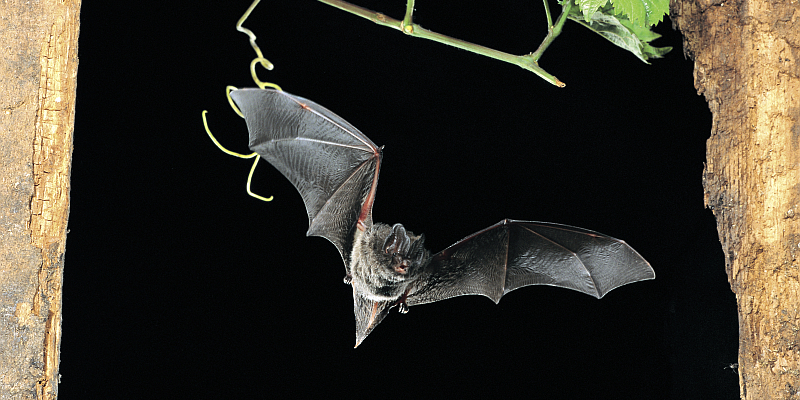 NABU: Fledermäuse in der Nachbarschaft - 23. Internationale Batnight