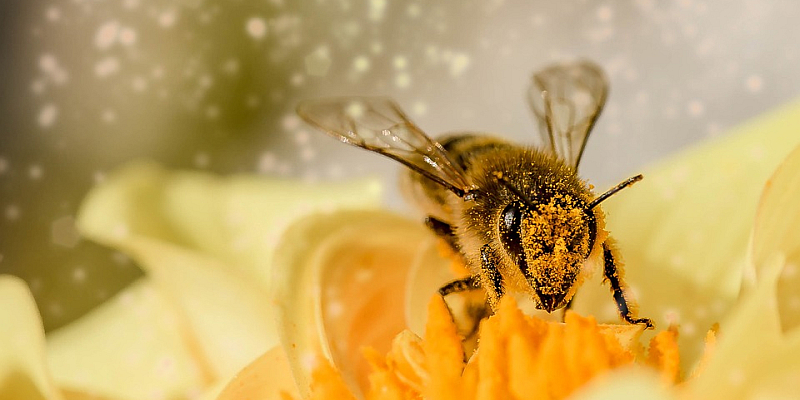 Faszination Bienenhaltung: Grundkurs Imkerei