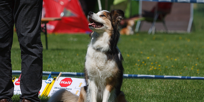 Rally-Obedience-Turnier beim SV Holzminden-Altendorf