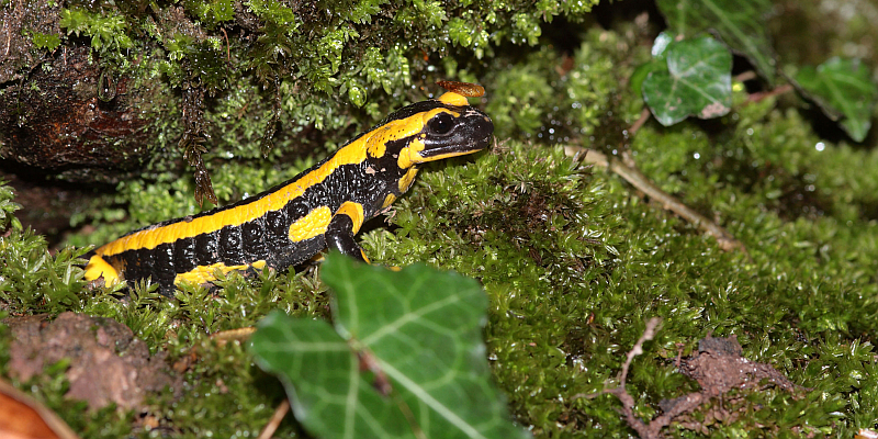 Feuersalamander weiterhin im Hooptal unterwegs 