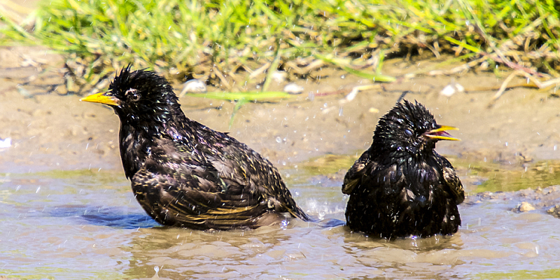 Insekten und Vögel leiden in der Sommerhitze ebenfalls an Durst