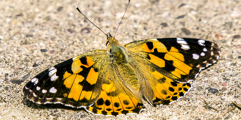 Ungewöhnliches Naturschauspiel im gesamten Weserbergland zu beobachten
