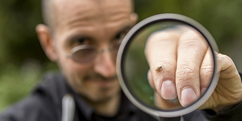 In Niedersachsen liegt die Steinhummel zur Halbzeit beim Insektensommer vorn