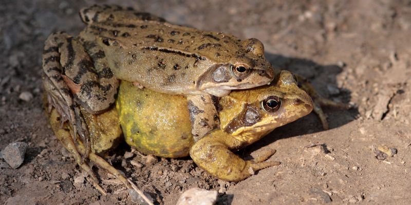 Achtung – die Amphibien wandern wieder!