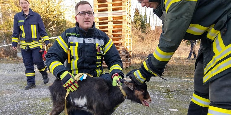 Feuerwehreinsatz in Boffzen: Wer kennt oder wem gehört diese entlaufene Ziege