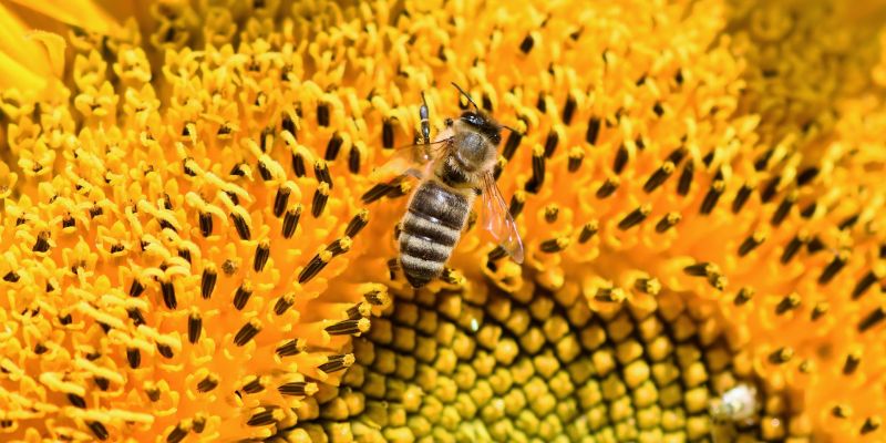 More than Honey:  Dokumentarfilm über das Bienensterben