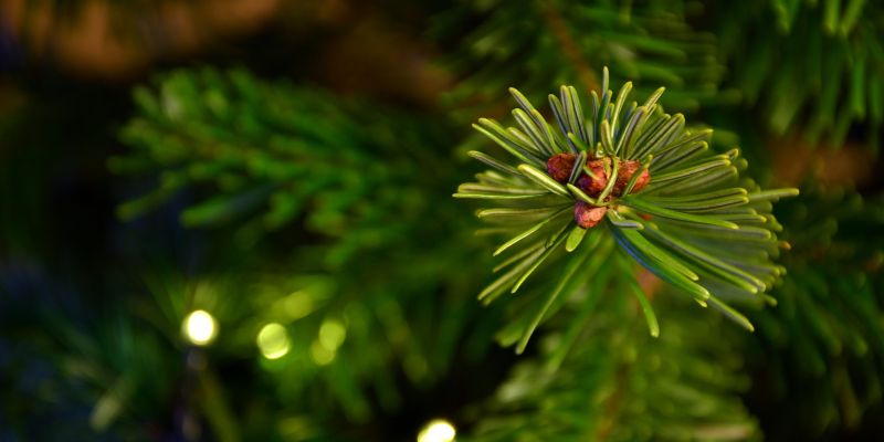 Einsammeln der Weihnachtsbäume in Rühle und Holzen: Kein Einsammeln in Arholzen
