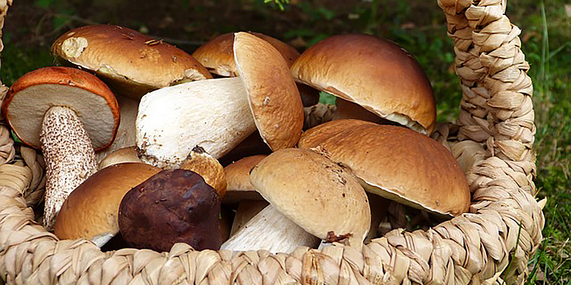 Vorsicht beim Pilze sammeln! Johanniter geben Tipps für einen sicheren Pilzgenuss