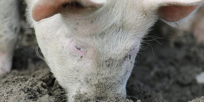 Afrikanische Schweinepest: Üben für den Ernstfall
