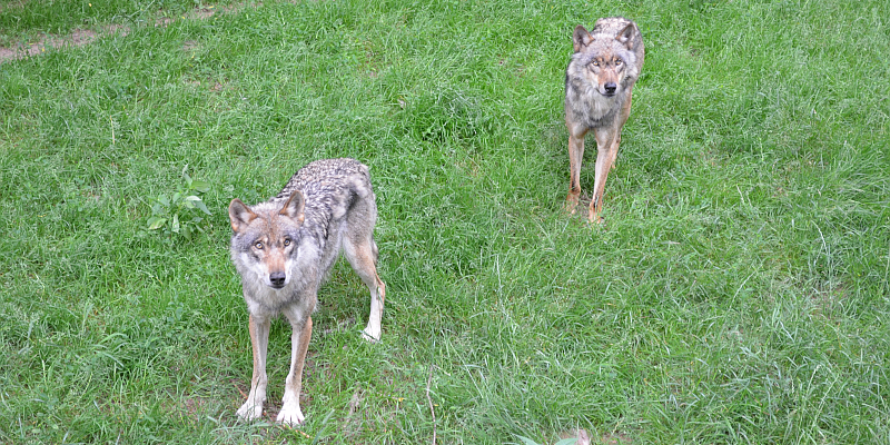 Der Wolf: geliebt und gefürchtet - Themenführung rund um das scheue Raubtier in unseren Wäldern