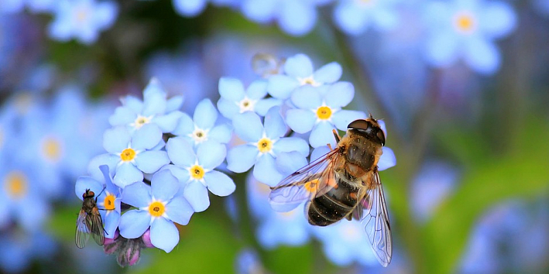 Was tun gegen das Insektensterben? Informationsveranstaltung zum Thema „Bienenschutz“