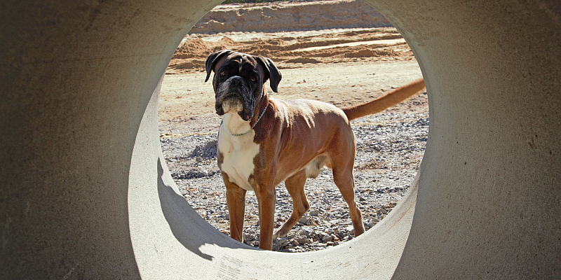 Boxer-Klub Gruppe Weserbergland feiert den „Tag des Hundes“