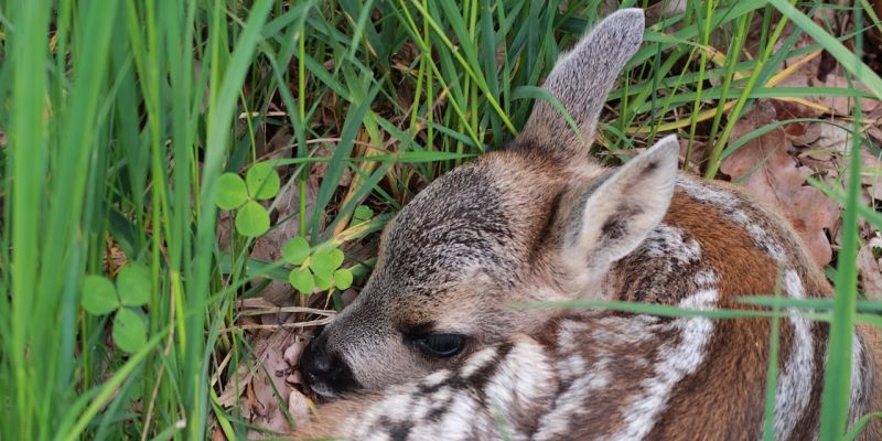 Brut-, Setz- und Aufzuchtzeit wildlebender Tiere beginnt