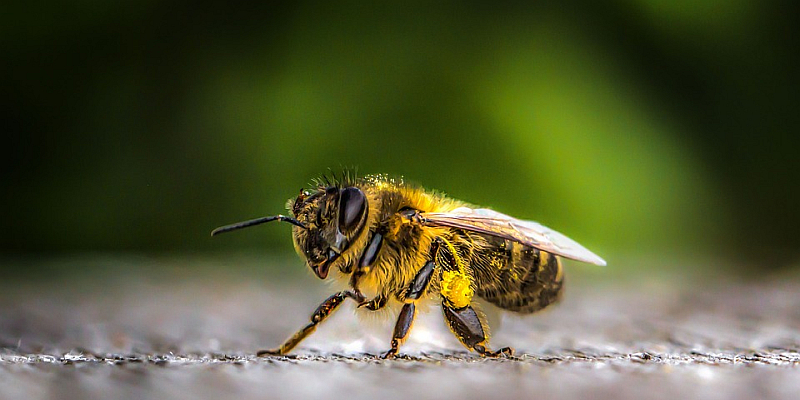 Umweltministerium startet Kampagne gegen das Insektensterben: Kein Sommer ohne Summen! Flower Power für Wildbiene, Hummel und Co.