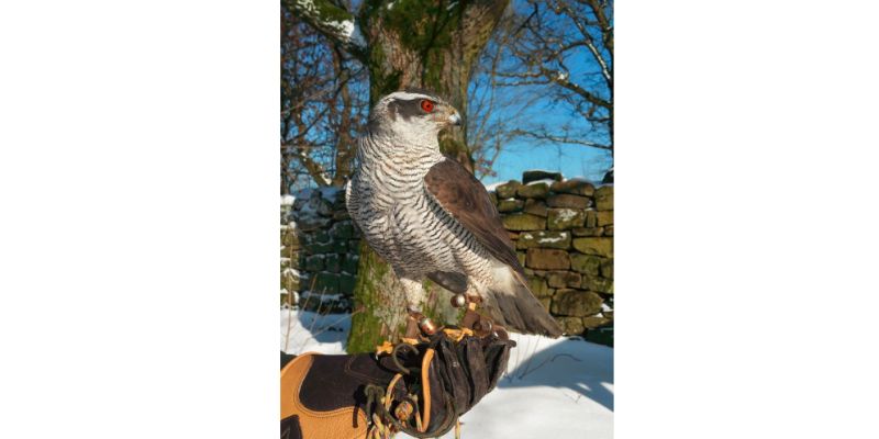 Faszination Falknerei: Falknerei im Wildpark Neuhaus startet in Saison