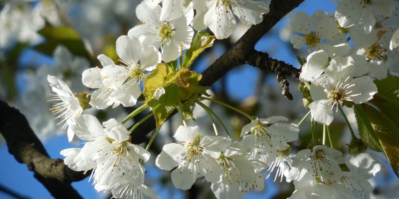 Großer Obstbaumschnittkurs in Heyen