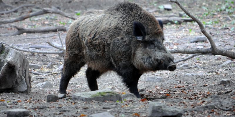 Schlaue Schwarzkittel:  Führung im Wildpark Neuhaus rund um das Wildschwein