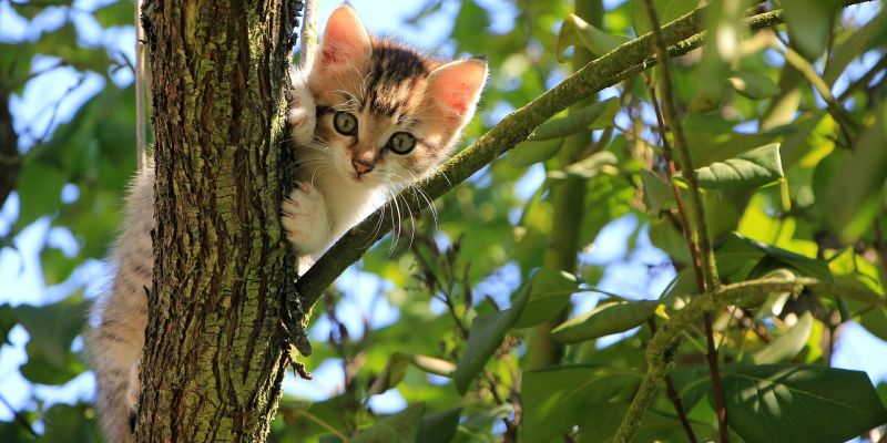 Tierschutzverein macht auf Kastrationsaktion für Katzen aufmerksam