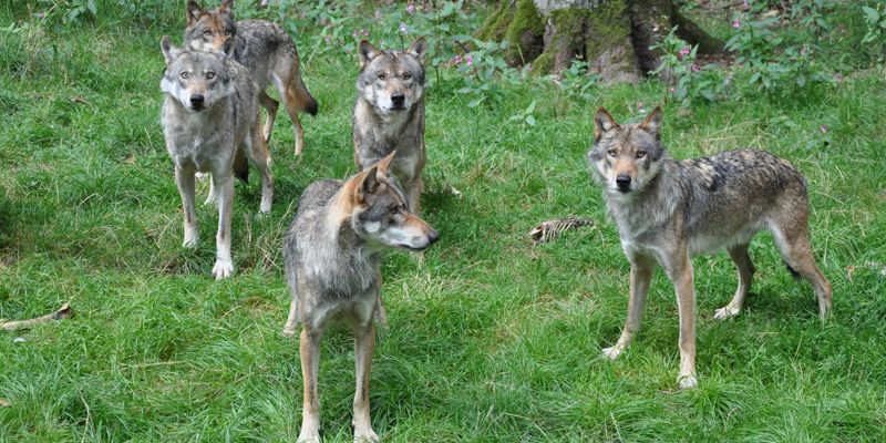 Der Wolf – geliebt und gefürchtet: Themenführung rund um das scheue Raubtier in unseren Wäldern