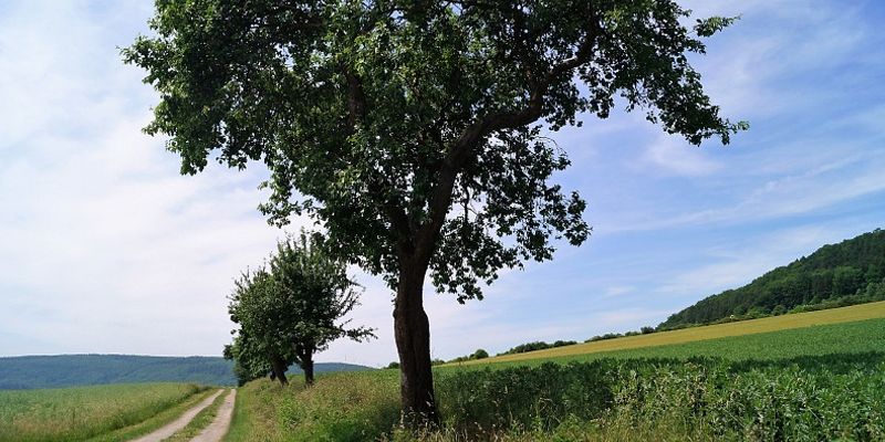 Heute: Apfelbaumversteigerung in Bevern