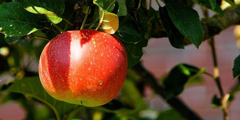 Die Naturschutzjugend lädt auf die Streuobstwiese ein