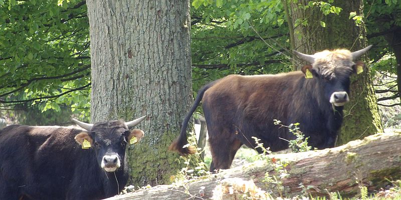 Delikatessen aus dem Hutewald: Beim Schlemmerbuffet am „Tag des Auerochsen“ im Gasthaus Zur Harburg warten erlesene Köstlichkeiten vom Heckrind auf die Gäste