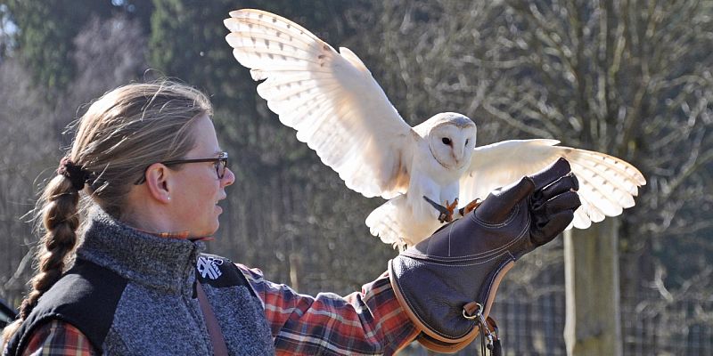 Lautlose Jäger - Wildpark Neuhaus der Niedersächsischen Landesforsten lädt zum Eulentag ein