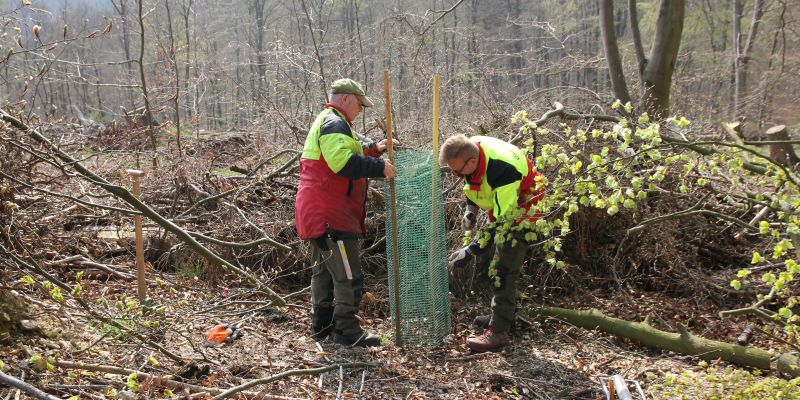 Forstamt Grünenplan setzt auf klimaangepasste Baumarten