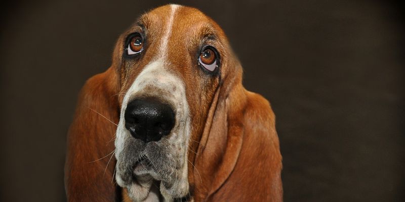 Tierschutzverein Stadtoldendorf/Eschershausen sucht Garage zur Miete