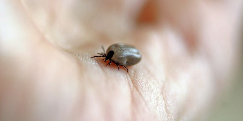 Achtung: Gefährliche Blutsauger unterwegs! Johanniter geben Tipps zum Umgang mit Zecken