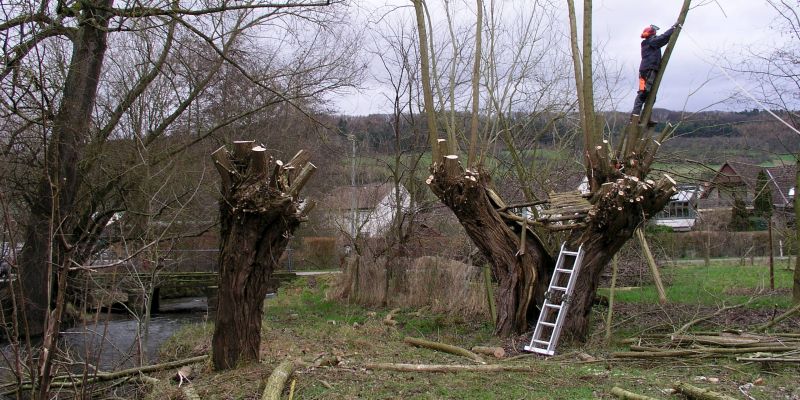 Fit durch Naturschutz - NABU Holzminden lädt wieder zur Kopfweidenpflege bei Golmbach