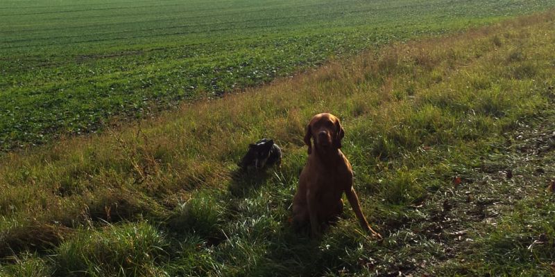 Warnung vor Staupe: Impfung für Hunde sinnvoll