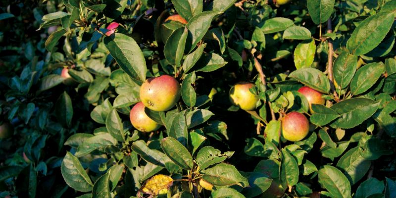 Obstbaumschnitt – Wie viel darf ab? KVHS bietet Kurs am 16. Februar an