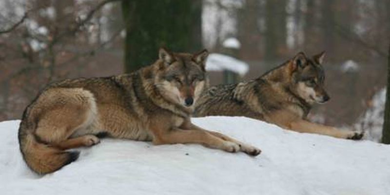 Wildpark Neuhaus: Führung Wildtiere im Winter starten am heutigen Sonntag