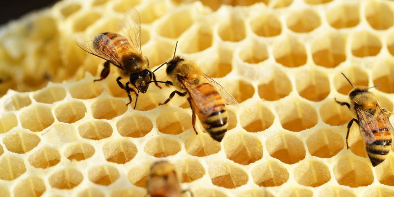 Lust auf eigenen Honig? KVHS und Kreisimkereiverein bieten Schnupperkurs an