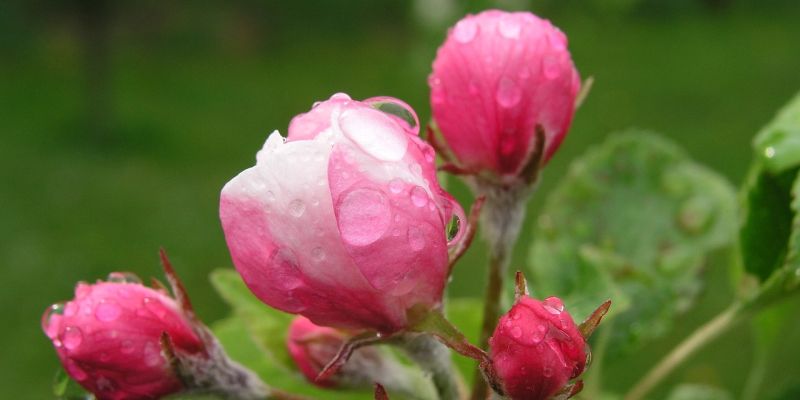 Floristik mit Rosen - VHS-Kurs in Bevern